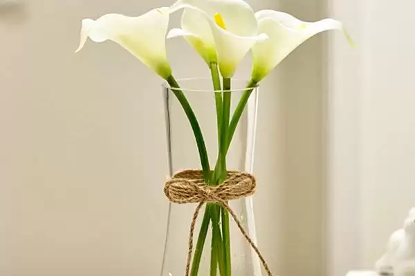 紫色马蹄莲花语的含义和要点？理解紫色马蹄莲花语需关注什么？插图2