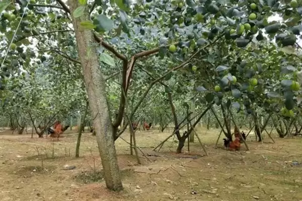 青枣成熟上市时间揭秘：不同品种上市时间差异原因插图6