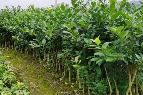 柠檬树小苗养护宝典：生长季节追肥的关键要点插图1