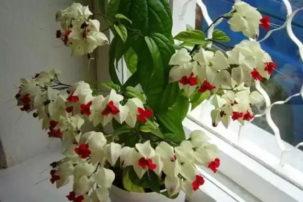 龙吐珠的养殖方法 ,龙吐珠养殖为何要放向阳处？插图2
