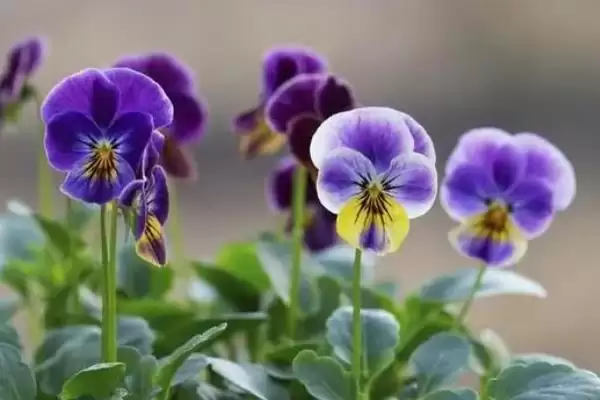 紫罗兰花语的含义和要点？理解紫罗兰花语需关注哪些关键信息？插图2