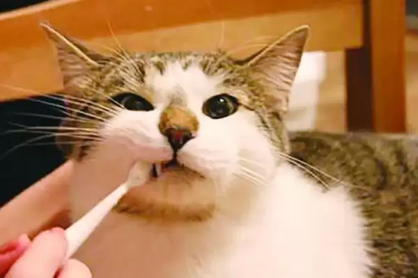 给猫咪做口腔护理的方法和重点?给猫咪做口腔护理要做好哪些细节?插图3 给猫咪做口腔护理的方法和重点?给猫咪做口腔护理要做好哪些细节?插图3