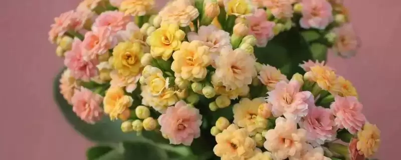判断长寿花是否喜干的方法和重点？判断长寿花是否喜干要做好哪些细节？-会东网