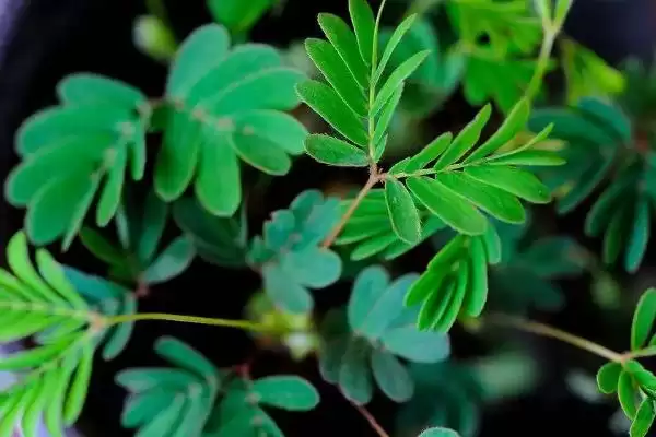 如何种植含羞草种子?种植含羞草种子要遵循哪些详细的种植步骤?插图2 如何种植含羞草种子?种植含羞草种子要遵循哪些详细的种植步骤?插图2