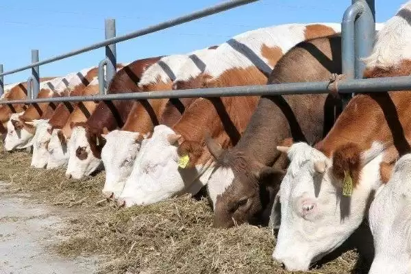 肉牛快速育肥技术？实现肉牛快速育肥要运用哪些有效技术？插图3