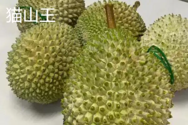 榴莲的英文名称 ,榴莲的英文名称是怎么来的呢?插图3 榴莲的英文名称 ,榴莲的英文名称是怎么来的呢?插图3