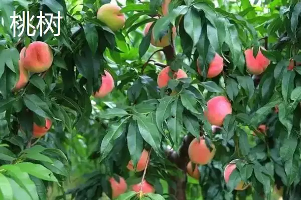 区分杏树和桃树的方法和重点？区分杏树和桃树要做好哪些细节？插图2