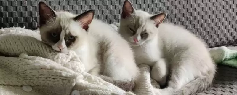 让猫咪变得粘人的方法？培养猫咪粘人习性要掌握哪些有效的互动和饲养方法？-会东网