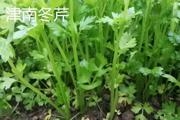 芹菜品种大揭秘：不同品种亩产量差异及特点插图2