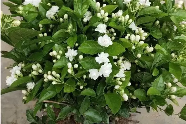 无惧烈日的花卉:向日葵、茉莉花、碗莲的阳光秘籍插图2 无惧烈日的花卉:向日葵、茉莉花、碗莲的阳光秘籍插图2
