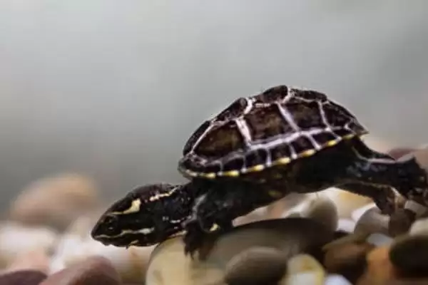 麝香龟要加温吗？养殖麝香龟判断是否加温要考虑哪些因素？插图2