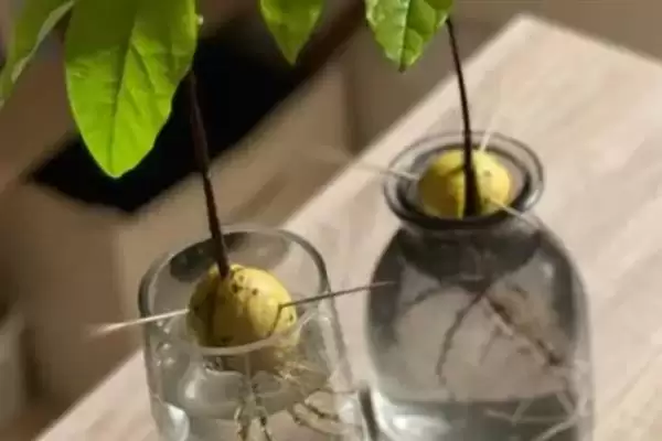 牛油果泡水发芽的时间密码：大约15天的等待与惊喜插图4