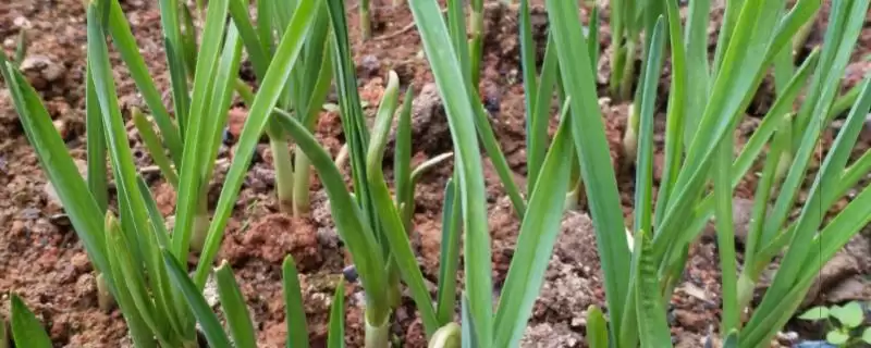 蒜苗的种植方法?种植蒜苗要掌握哪些从选种到田间管理的关键步骤?插图 蒜苗的种植方法?种植蒜苗要掌握哪些从选种到田间管理的关键步骤?插图