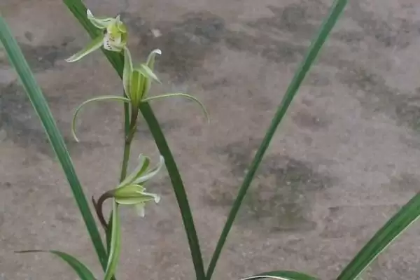 细叶寒兰特点的要点和解读？解读细叶寒兰特点需注意什么？插图2