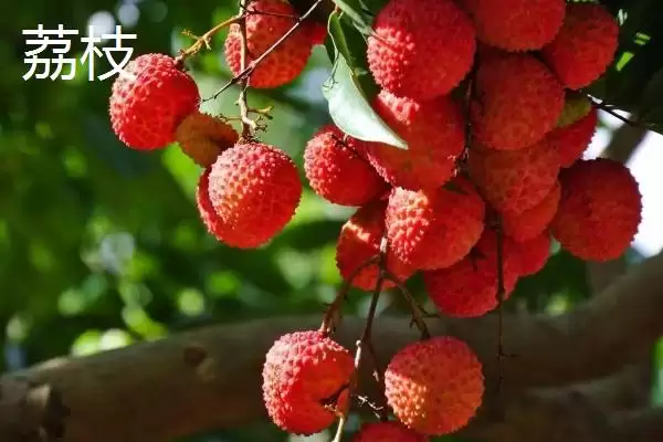 荔枝和释迦的区别 ,荔枝和释迦在哪些方面有不同？插图2