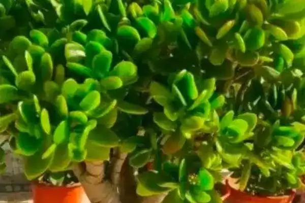 处理玉树烂根问题的方法和重点？处理玉树烂根问题要做好哪些细节？插图1