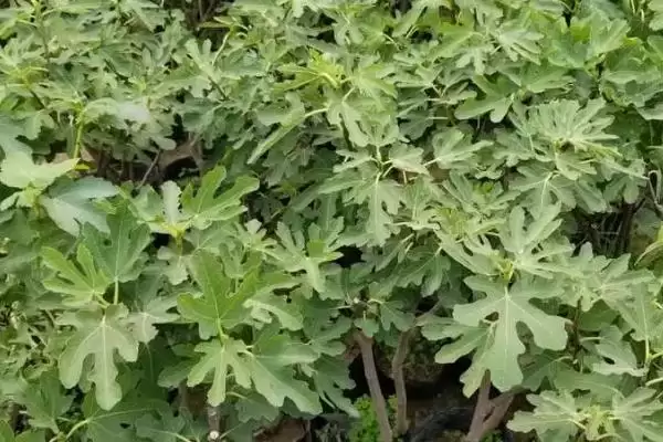 无花果树苗价格的波动和要点？了解无花果树苗价格需关注哪些因素？插图1