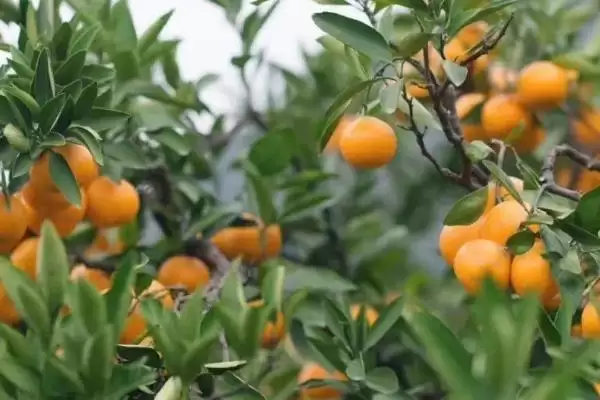 橘子最甜的时间 ,橘子在夏季和秋季为何最甜呢？插图3