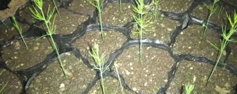 芦笋种子的催芽方式有哪些 ,芦笋种子如何进行催芽-会东网
