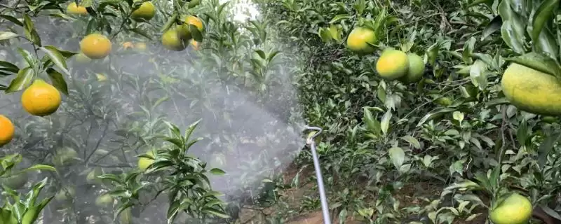 微肥使用技巧？使用微肥要掌握哪些关键的施肥时机、用量和方法技巧？-会东网