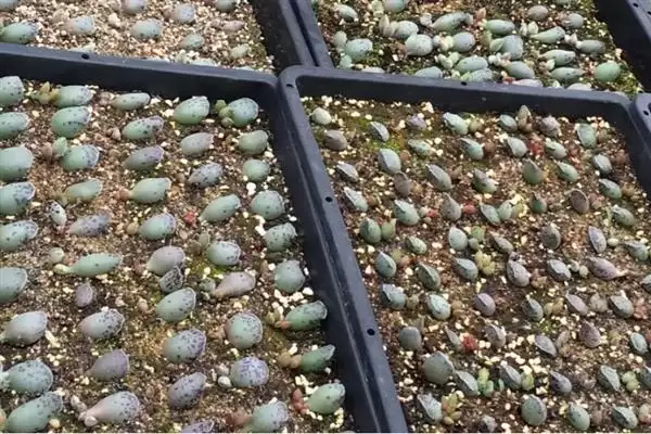 叶插朱紫玉的方法和重点?叶插朱紫玉要做好哪些细节?插图2 叶插朱紫玉的方法和重点?叶插朱紫玉要做好哪些细节?插图2