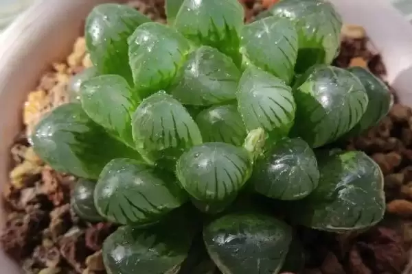 养殖玉露的方法和重点？养殖玉露要做好哪些细节？插图1