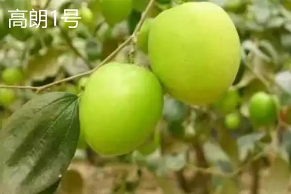 青枣成熟上市时间揭秘：不同品种上市时间差异原因插图3