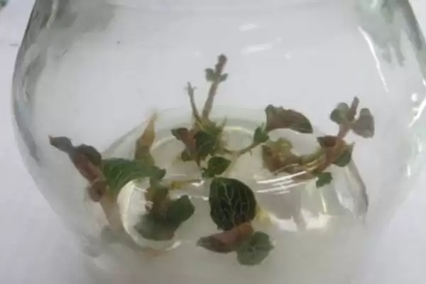 金线莲的养殖方法 ,养殖金线莲光照时间怎么控制插图7 金线莲的养殖方法 ,养殖金线莲光照时间怎么控制插图7