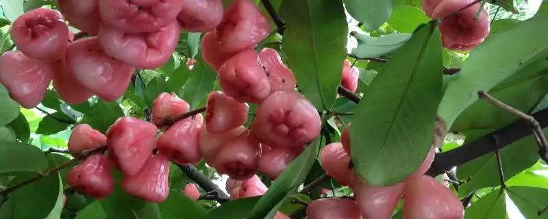 莲雾的价格范围 ,莲雾价格受哪些因素影响呢?插图 莲雾的价格范围 ,莲雾价格受哪些因素影响呢?插图
