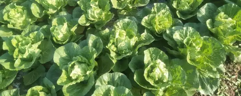 认识早熟大白菜品种的方法和重点？认识早熟大白菜品种要做好哪些细节？-会东网