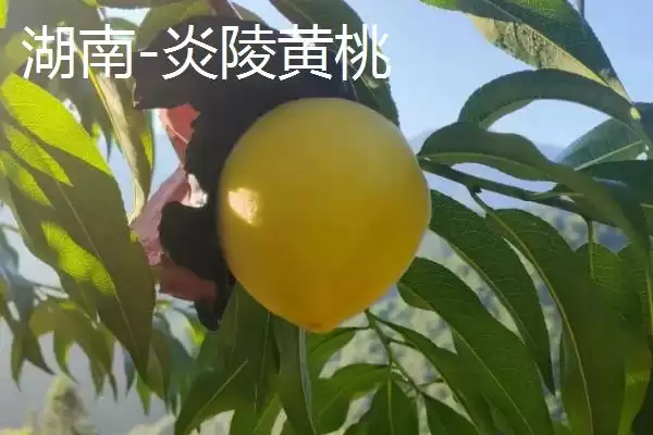 认识中国四大桃乡的方法和重点？认识中国四大桃乡要做好哪些细节？插图3