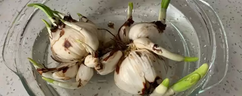 水仙花球开过花后如何处理?处理水仙花球花后要采取哪些有效的养护措施?-会东网
