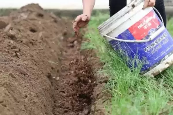 了解种风姜适用土壤的方法和重点？了解种风姜适用土壤要做好哪些细节？插图6