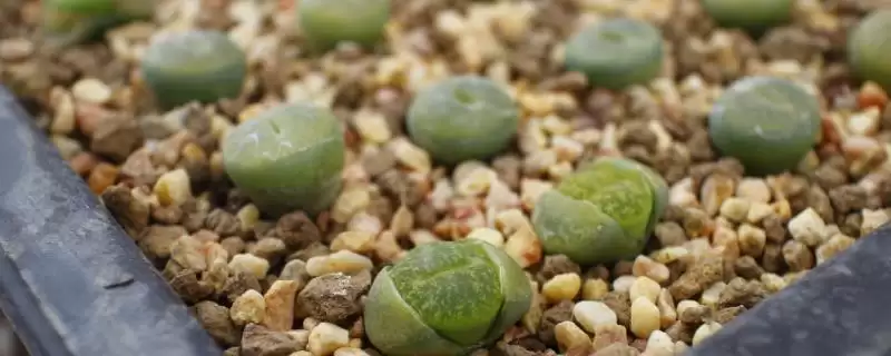 如何移栽生石花？移栽生石花要遵循哪些正确的移栽操作流程？-会东网