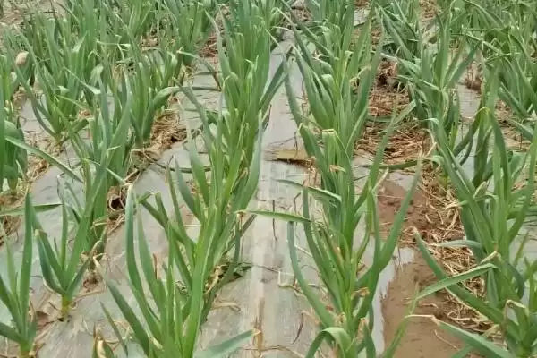 蒜苗的种植方法?种植蒜苗要掌握哪些从选种到田间管理的关键步骤?插图2 蒜苗的种植方法?种植蒜苗要掌握哪些从选种到田间管理的关键步骤?插图2