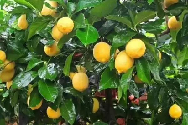 柠檬的故乡之谜：原产印度的酸甜诱惑插图2