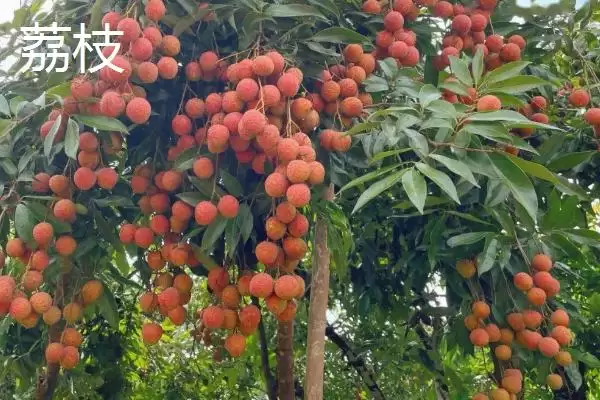 荔枝和释迦的区别 ,荔枝和释迦在哪些方面有不同？插图6
