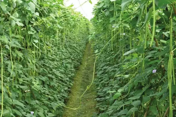 种植可致富蔬菜的种类和要点？种植致富蔬菜需关注哪些品种？插图4