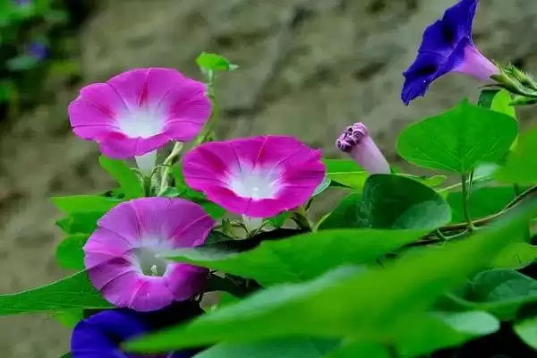 牵牛花晚上颜色奥秘:一般呈红色的奇妙现象插图3 牵牛花晚上颜色奥秘:一般呈红色的奇妙现象插图3