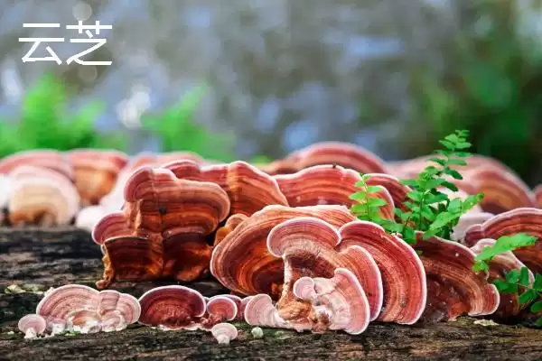 区分云芝和灵芝的方法和重点?区分云芝和灵芝要做好哪些细节?插图2 区分云芝和灵芝的方法和重点?区分云芝和灵芝要做好哪些细节?插图2