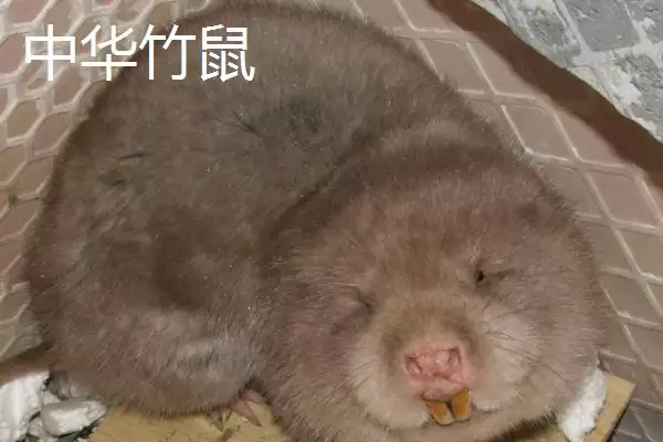 竹鼠一年生育胎数的规律和要点？了解竹鼠生育需关注哪些方面？插图3