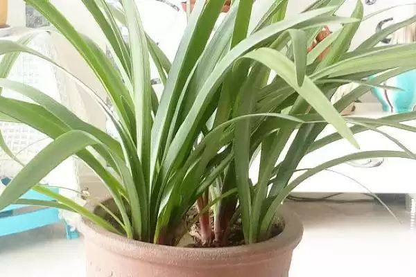 栽紫根兰小苗的方法和重点？栽紫根兰小苗要做好哪些细节？插图5