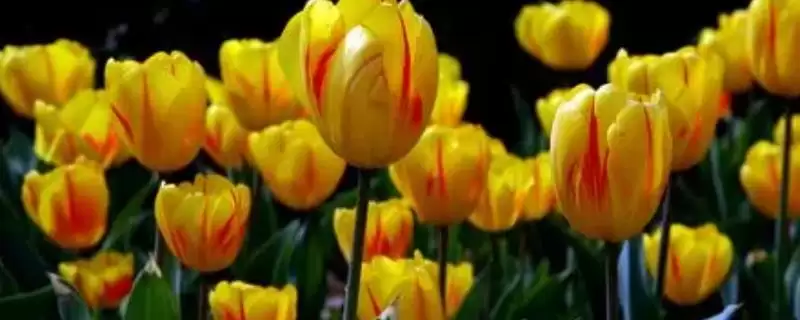 认识郁金香品种的方法和重点？认识郁金香品种要做好哪些细节？-会东网