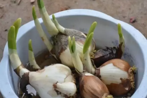 水仙花球开过花后如何处理?处理水仙花球花后要采取哪些有效的养护措施?插图3 水仙花球开过花后如何处理?处理水仙花球花后要采取哪些有效的养护措施?插图3