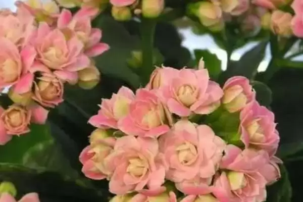 判断长寿花是否喜干的方法和重点？判断长寿花是否喜干要做好哪些细节？插图2