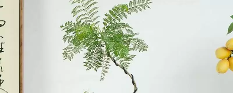蓝花楹的种植方法 ,蓝花楹在 3 月中下旬种植有何优势?插图 蓝花楹的种植方法 ,蓝花楹在 3 月中下旬种植有何优势?插图