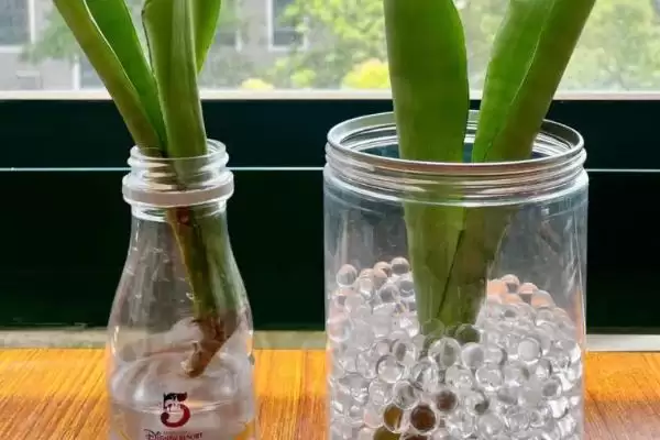 水培虎皮兰如何快速生根？水培虎皮兰促快速生根要掌握哪些有效技巧？插图2