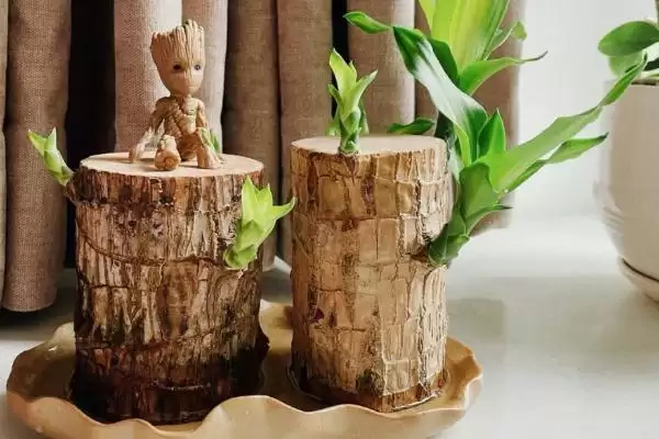 水培巴西木的养殖方法？水培巴西木要掌握哪些关键的水培管理方法？插图1