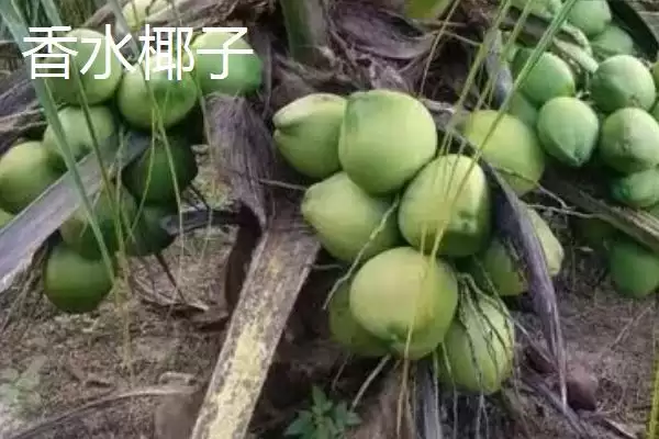 判断椰子有无种子的方法和重点？判断椰子有无种子要做好哪些细节？插图7