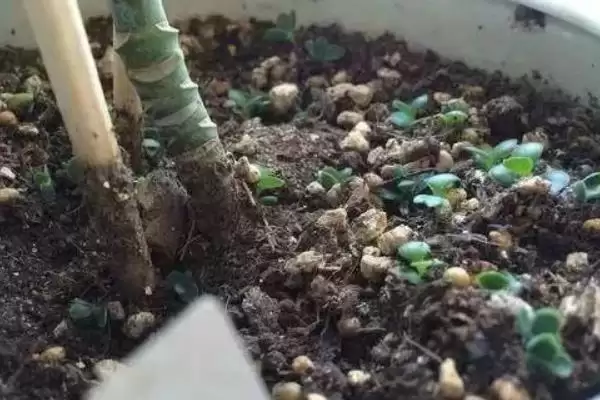 景天科观音莲的繁殖方法 ,景天科观音莲以什么繁殖为主插图3 景天科观音莲的繁殖方法 ,景天科观音莲以什么繁殖为主插图3